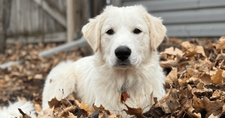 The Great Pyrenees: A Gentle Giant 101 Guide