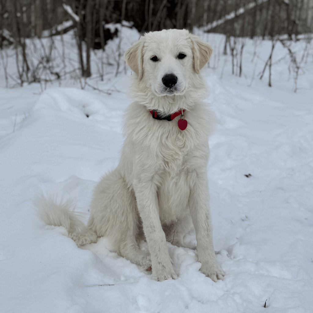 Great Pyrenees dog in the snow