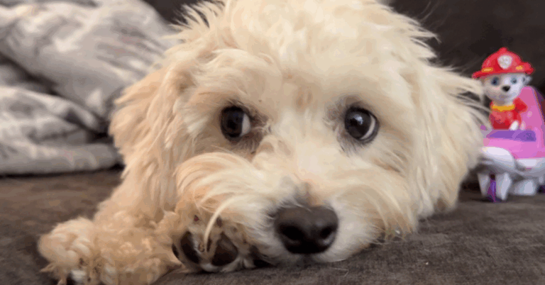 The Havachon: A Happy-Go-Lucky Companion 101 Guide