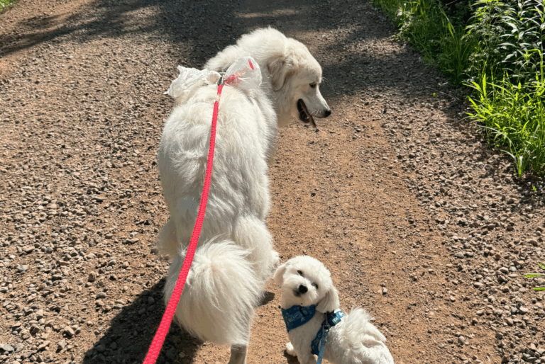 5 learnings as a new dog owner | Freddy & Leela